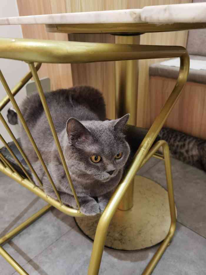 猫住咖啡·猫咖-"去厦门游玩怎么可以没去撸猫呢~作为云吸猫.