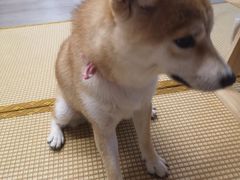 -柴迷FANS CLUB·柴犬狗咖·猫咖