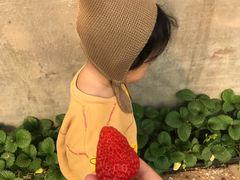 -大自然农场蔬菜草莓采摘园