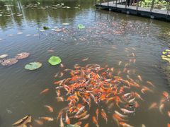 -昆山城市生态森林公园