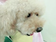 -佳雯宠物医院(四明中路分院)