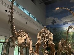 -自贡恐龙博物馆