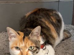 -Again Coffee Roaster(香蜜湖店)