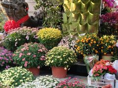 -溪岸路花鸟市场