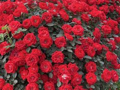 -秦美花卉(天朗·莱茵小城2期店)