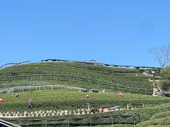 -龙坞茶村