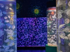 -顺德南宏海立方海洋公园