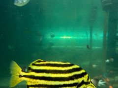 -悉尼海洋生物水族馆