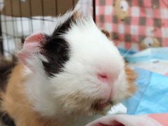-雨林宠物医院 非犬猫异宠专科