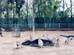 -费瑟代尔野生动物园