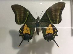 -上海昆虫博物馆