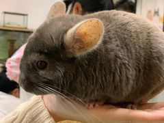 -藦茜花园宠物主题亲子互动体验馆(国顺东路店)