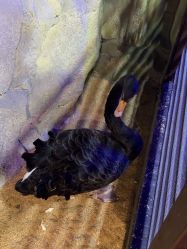 -酷嗒动物文化乐园(cutezoo西溪乐天城店)