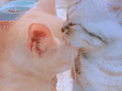 -1013 PET SHOP 宠物商店(近铁城市广场店)