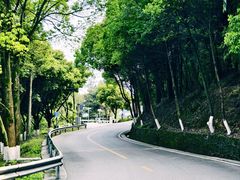 -铁山坪森林公园