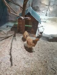 -酷嗒动物文化乐园(cutezoo西溪乐天城店)