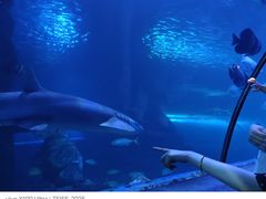 -太平洋海底世界