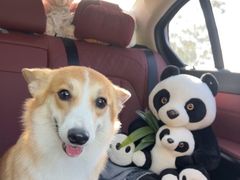 -瑞派康怡24h宠物医院·犬猫医疗中心·微创绝育(瑞景分院)