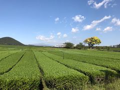 -雪绿茶博物馆