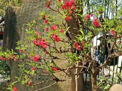-南汇桃花村