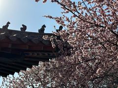 -桃花堤公园