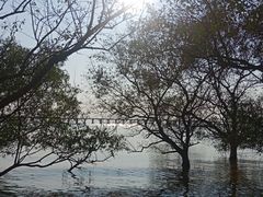 -宝安西湾红树林湿地公园