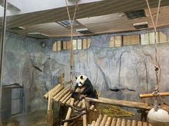 -深圳野生动物园