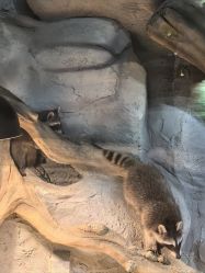 -Zoolung Zoolung动物主题公园(海信广场店)