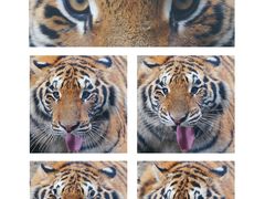 -栾川竹海野生动物园