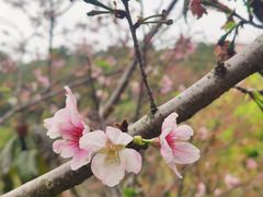 -狐尾山公园