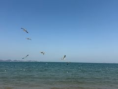 -养马岛旅游度假区