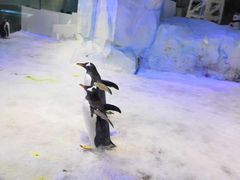 -芜湖新华联大白鲸海洋公园