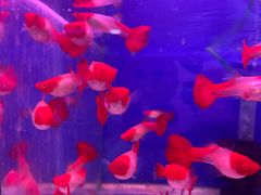 -山东柏宁水族批发广场