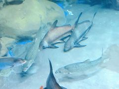 -上海海洋水族馆