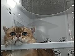 -爱洗澡的猫(望京店)