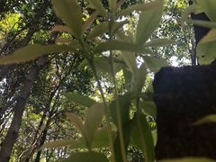 -火炉山森林公园
