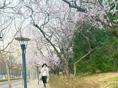 -玲珑塔公园