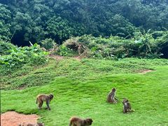 -海南热带野生动植物园