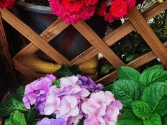 -浣熊柯尔鸭土拨鼠·电玩咖