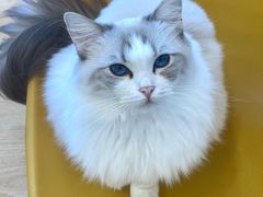 -有喵·猫咖·狗咖·30几只猫10只小狗(岗厦店)