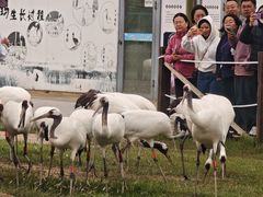 -盐城丹顶鹤湿地生态旅游区