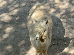 -青藏高原野生动物园