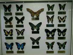 -上海昆虫博物馆