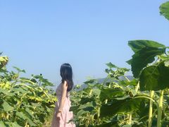 -光明小镇欢乐田园