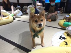-逗柴咖啡屋·狗咖猫咖宠物桌游