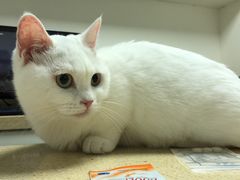 -安安宠医·安宠宠物医院