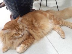 -藏猫猫咖啡主题馆(中央大道店)