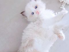 -十年猫舍·猫咪专门店(普陀店)