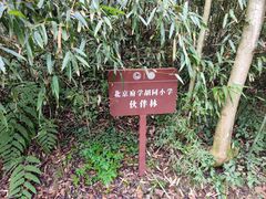 -都江堰中华大熊猫苑