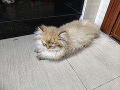 -瑞派动物医院·猫专科·至诚(江南中分院)